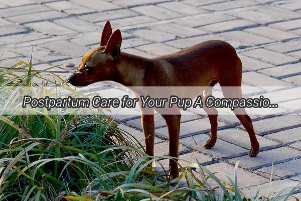 Postpartum Care for Your Pup A Compassionate Guide to Healing After Whelping